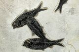 Plate of Four Fossil Fish (Knightia) - Wyoming #292458-5
